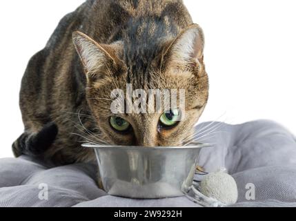 Chat Bengal timide avec les yeux verts mange de la nourriture sèche dans un bol en métal. Supports mixtes Banque D'Images