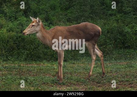 Les femelles du Cerf (Cervus elaphus) Banque D'Images