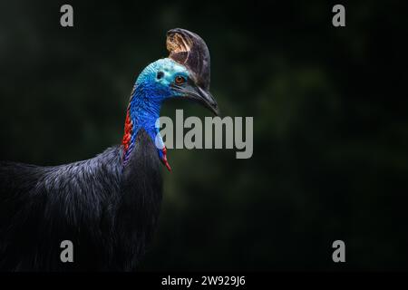 Magnifique portrait de Cassowary du Sud (Casuarius casuarius) Banque D'Images