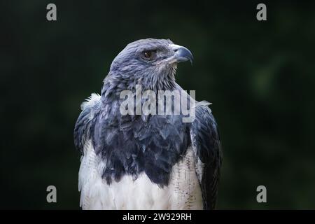 Aigle-buzzard à chant noir (Geranoaetus melanoleucus) - oiseau de proie Banque D'Images