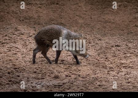 Jeune Peccary à col (Dicotyles tajacu) Banque D'Images