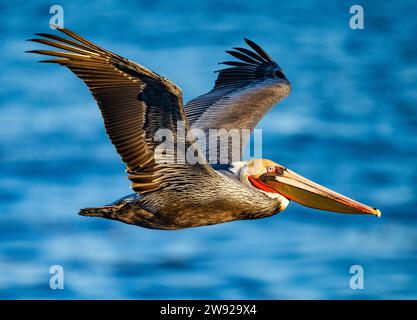 Gros plan d'un pélican brun volant (Pelecanus occidentalis) au-dessus des eaux côtières de la Californie du Sud, États-Unis. Banque D'Images