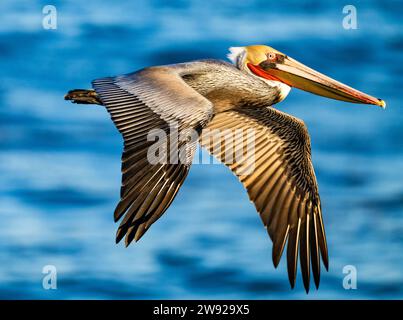 Gros plan d'un pélican brun volant (Pelecanus occidentalis) au-dessus des eaux côtières de la Californie du Sud, États-Unis. Banque D'Images