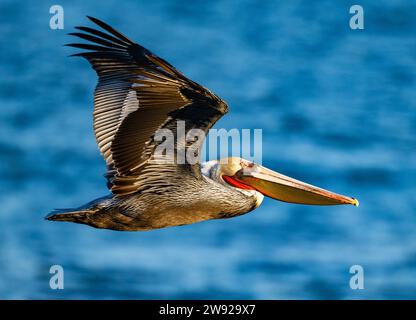 Gros plan d'un pélican brun volant (Pelecanus occidentalis) au-dessus des eaux côtières de la Californie du Sud, États-Unis. Banque D'Images