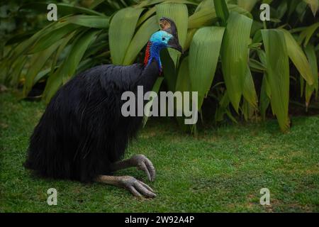 Belle Cassowary du Sud (Casuarius casuarius) Banque D'Images