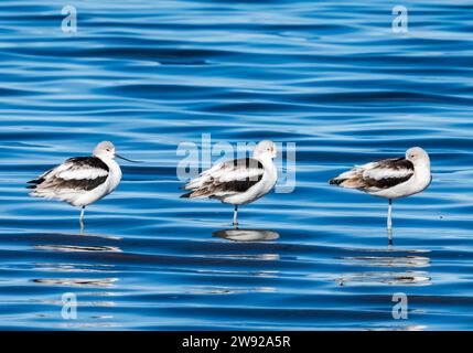 Trois avocats américains (Recurvirostra americana) se tenant dans l'eau. Californie, États-Unis. Banque D'Images