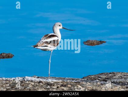 Un avocat américain (Recurvirostra americana) debout dans l'eau. Californie, États-Unis. Banque D'Images