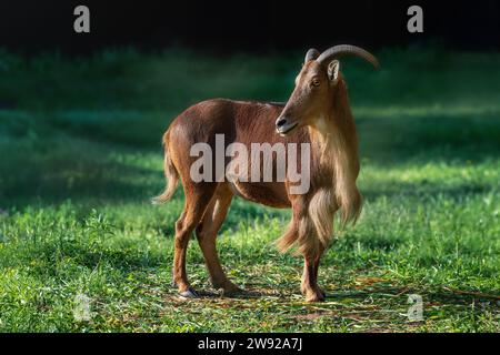 Portrait de mouton de Barbarie (Ammotragus lervia) Banque D'Images