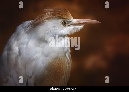 Egret bovin (Bubulcus ibis) avec plumage de saison de reproduction Banque D'Images