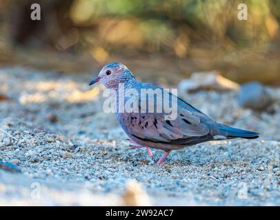 Une colombe commune (columbina passerina) pour la recherche de nourriture. Californie, États-Unis. Banque D'Images