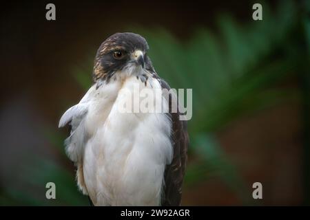 Faucon à queue blanche (Geranoaetus albicaudatus) - oiseau de proie Banque D'Images