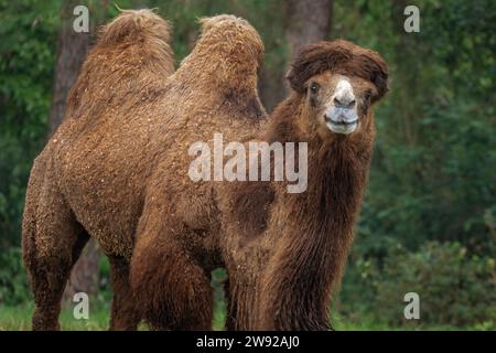 Portrait de chameau de Bactrian (Camelus bactrianus) Banque D'Images