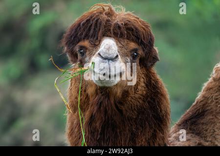 Chameau de Bactrian mangeant (Camelus bactrianus) Banque D'Images