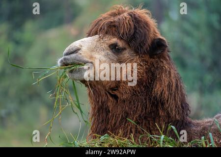 Chameau de Bactrian mangeant (Camelus bactrianus) Banque D'Images