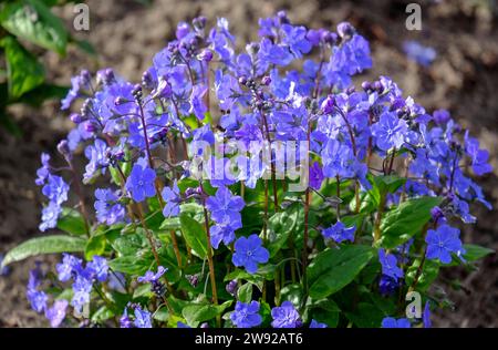 Noix du nombril (Omphalodes verna), également connue sous le nom de Gedenkemein, mémorial du printemps, pays-Bas Banque D'Images