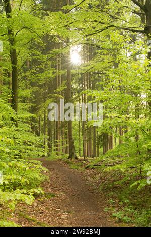 Forêt inondée de lumière du soleil avec un chemin rayonnant de paix et de tranquillité, rayons de soleil tombant à travers les jeunes feuilles en mai, rétro-éclairage avec soleil visible Banque D'Images