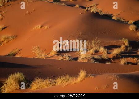 Antilope oryx debout sur une dune de sable rouge, spitbuck (Oryx gazella) au coucher du soleil, désert du Namib, réserve naturelle du NamibRand, Namibie Banque D'Images