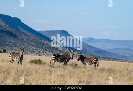 Trois zèbres de montagne du cap (Equus Zebra Zebra Zebra) debout dans l'herbe haute, paysage de montagne avec des montagnes de table, parc national de montagne Zebra, sud Banque D'Images