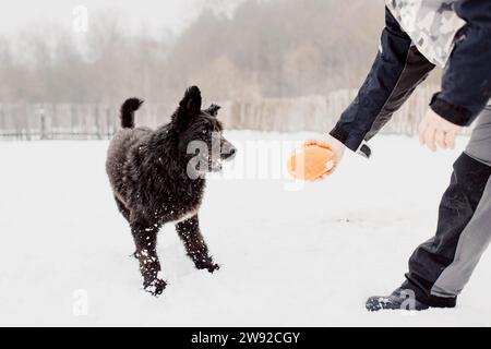 Bouvier des Flandres chien de berger court dans la neige en hiver Banque D'Images