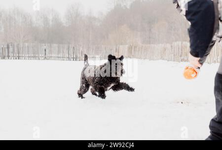 Bouvier des Flandres chien de berger court dans la neige en hiver Banque D'Images