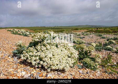 Sea Kale pousse sur la plage pittoresque de South Downs Banque D'Images