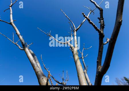 branches de noyer au printemps, branches de noyer sans feuillage par temps ensoleillé Banque D'Images