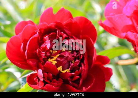 Pivoines fleuries rouges et roses dans un jardin botanique printanier, forêt à la journée ensoleillée. Bourgeons floraux ouverts et non ouverts parfumés dans le parc d'été vert fleur b Banque D'Images