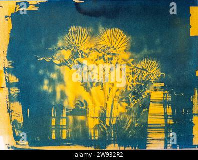 Une image faite à la main d'une plante de chardon en toile d'araignée, imprimée à l'aide d'un vieux procédé photographique appelé cyanotype mélangé avec un procédé anthotype curcuma. Banque D'Images
