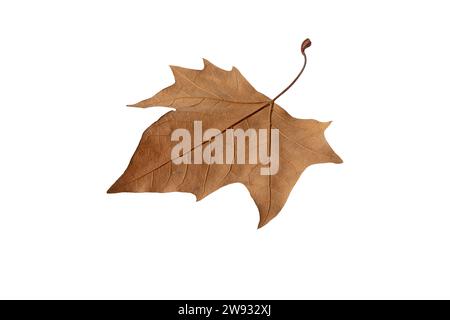 Feuille tombée isolée sur blanc. Saison d'automne feuillage brun sec des platanes. Banque D'Images