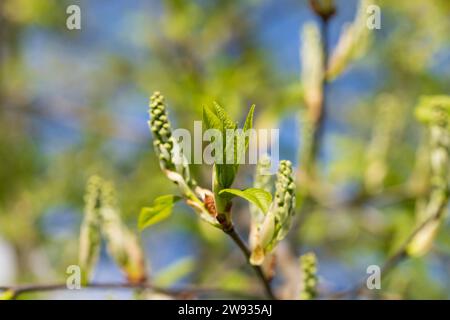 les branches du cerisier d'oiseau au printemps, les branches du cerisier d'oiseau avec le premier feuillage par temps ensoleillé Banque D'Images