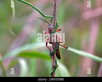 Nymphe de la sauterelle lubber de Floride (Romalea microptera) regardant la caméra. Everglades, Floride. Banque D'Images