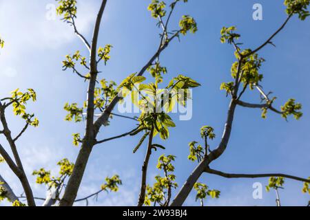 un noyer fleuri au printemps, un parc de printemps avec un noyer avec des fleurs et avec le premier feuillage vert par temps ensoleillé Banque D'Images