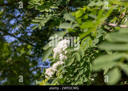 rowan trees pendant la floraison printanière , rowan fleurit pendant la floraison dans le parc printanier Banque D'Images