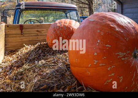 Camionnette Chevrolet 3600 vintage avec deux grosses citrouilles chez Fred's Famous Peanuts, un magasin de campagne en bordure de route à Helen, en Géorgie. (ÉTATS-UNIS) Banque D'Images