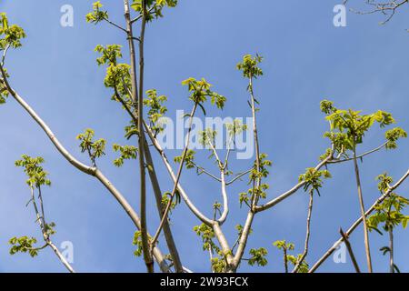 un noyer fleuri au printemps, un parc de printemps avec un noyer avec des fleurs et avec le premier feuillage vert par temps ensoleillé Banque D'Images