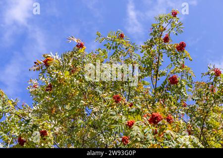 fruits rouges et feuillage sur un rowan en automne, un rowan avec des baies rouges pendant la saison d'automne avant la chute des feuilles Banque D'Images