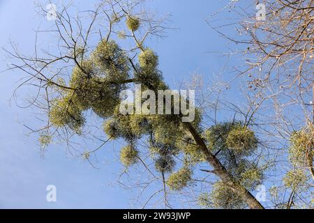 Arbres couverts du parasite du GUI au début du printemps par temps ensoleillé et clair, ciel bleu et un grand nombre d'arbres poussant dans le parc de printemps avec Banque D'Images