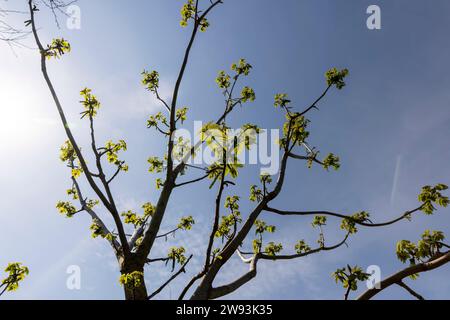 un noyer fleuri au printemps, un parc de printemps avec un noyer avec des fleurs et avec le premier feuillage vert par temps ensoleillé Banque D'Images