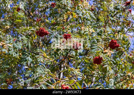 fruits rouges et feuillage sur un rowan en automne, un rowan avec des baies rouges pendant la saison d'automne avant la chute des feuilles Banque D'Images