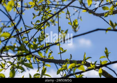 les branches du cerisier d'oiseau au printemps, les branches du cerisier d'oiseau avec le premier feuillage par temps ensoleillé Banque D'Images