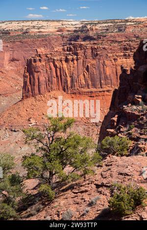 Vue avec pin pinyon le long de Alcove Spring Trail, parc national de Canyonlands, Utah Banque D'Images