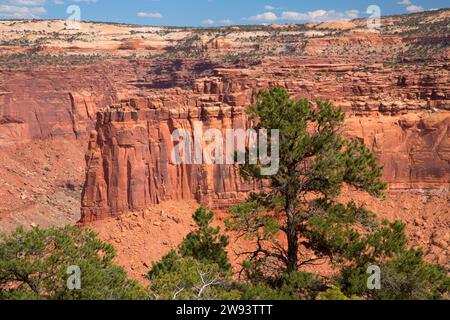 Vue avec pin pinyon le long de Alcove Spring Trail, parc national de Canyonlands, Utah Banque D'Images