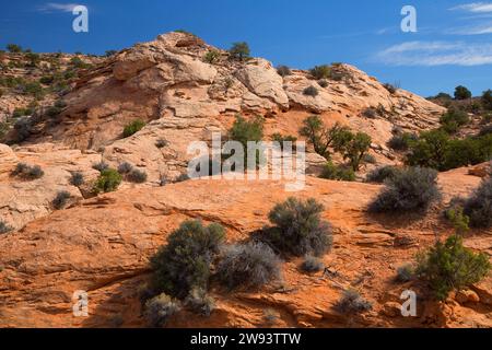 Haut désert le long de Alcove Spring Trail, parc national de Canyonlands, Utah Banque D'Images