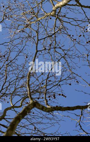 branches de sycomore au printemps, branches de sycomore sans feuillage par temps ensoleillé Banque D'Images