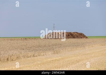 un tas de fumier naturel pour fertiliser le champ, des engrais naturels dans le champ de blé Banque D'Images