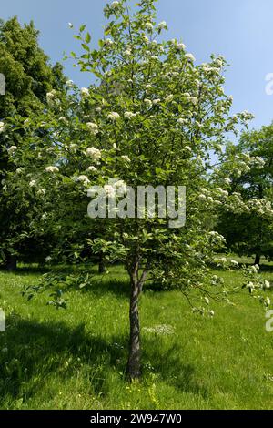 rowan trees pendant la floraison printanière , rowan fleurit pendant la floraison dans le parc printanier Banque D'Images