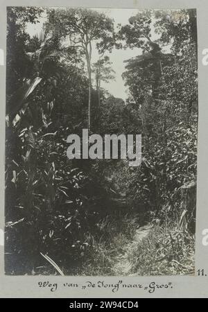 Loin de 'de Jong' à 'gross', 1903 - 1910 photo Débarrassez-vous des arbres ; basé sur la légende probablement la route du placer des frères L. et F. de Jong au placer de gros, dans l'est du Suriname. Partie de l'album photo souvenir de Voyage (partie 1), sur la vie de la famille Doijer dans et autour de la plantation de retraite ma au Suriname dans les années 1903-1910. Suriname support photographique gélatine argentique Suriname. Gros Banque D'Images