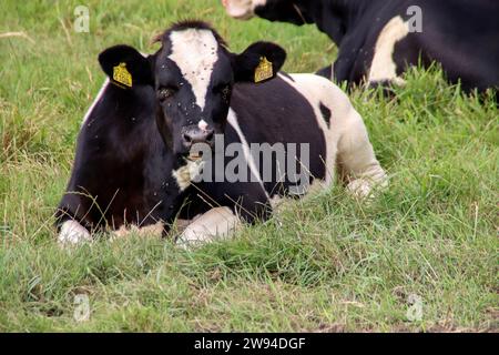 Vache Frysienne Holstein blanche et noire sur un pré aux pays-Bas Banque D'Images