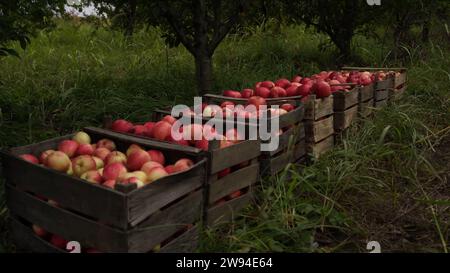 Natural Farm Fresh Red Apples - pommes rouges fraîches appétissantes accrochées aux arbres Banque D'Images