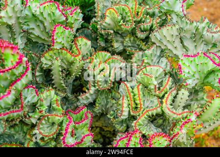 Cactus corail vert (Euphorbia lactea cristata). une plante succulente avec une forme unique avec des branches en forme d'éventail. les tiges sont épaisses et charnues Banque D'Images